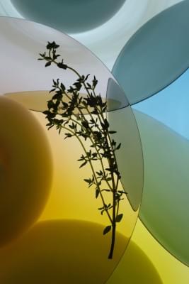 Transparences éphémères - Thym 1 - lightbox.jpg